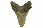 Fossil Megalodon Tooth - North Carolina #328237-2